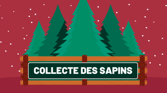 vignette collecte sapins