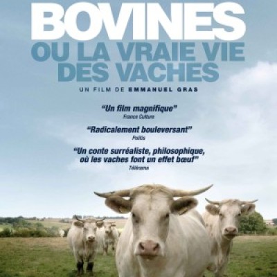 Affiche Bovines 